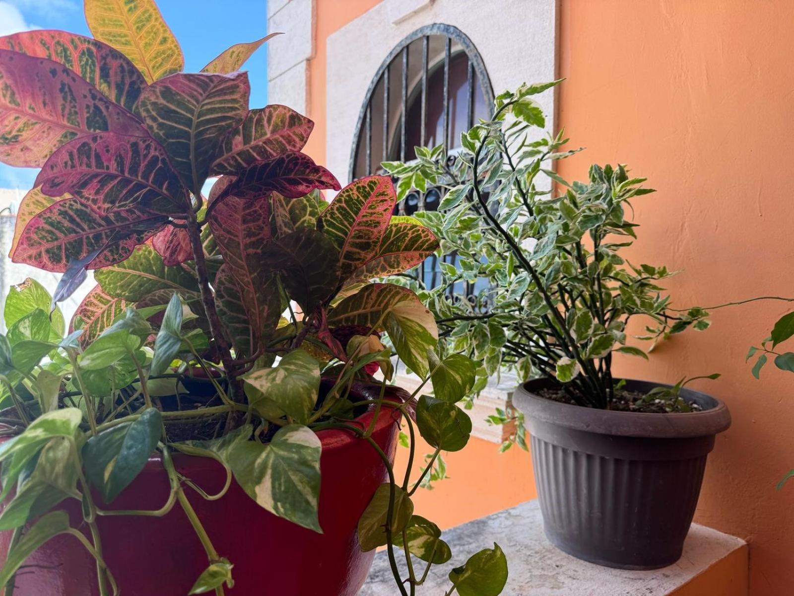 Hotel Casa Mallorca Cancun Dış mekan fotoğraf